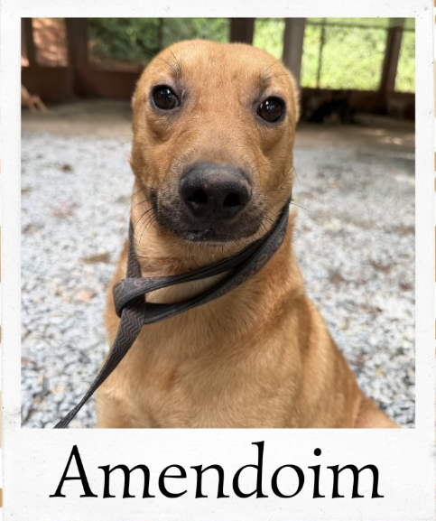 Amendoim - animal do abrigo