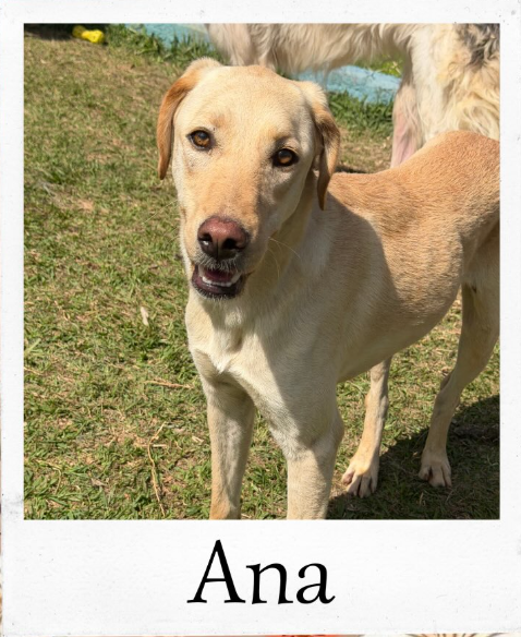 Ana - animal do abrigo