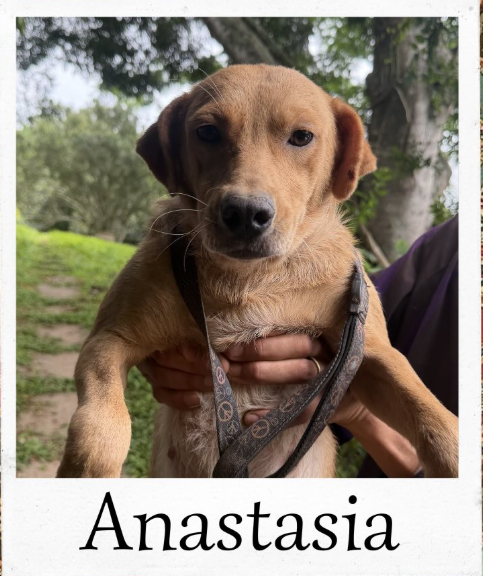 Anastasia - animal do abrigo
