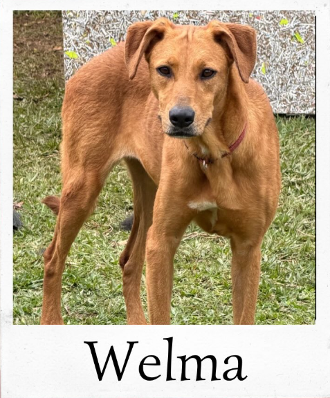 Welma - animal do abrigo